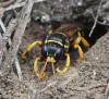 Gorytes sp.